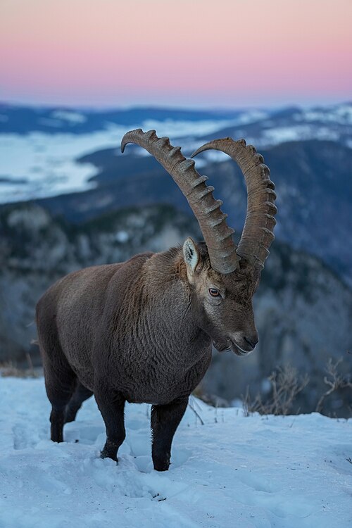 Capra ibex